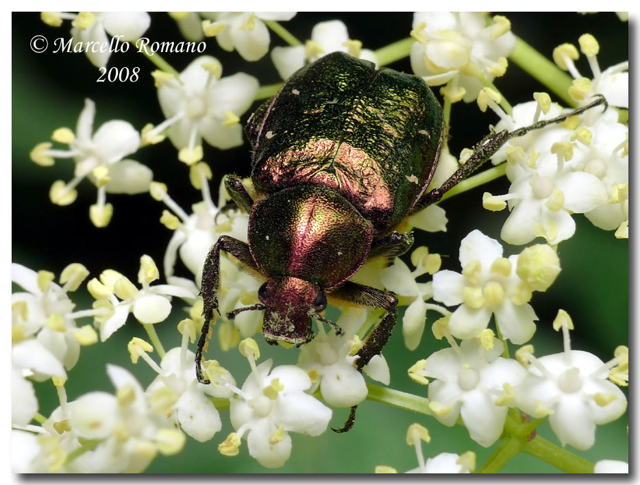 Insetti dalla Croazia : 18. Gnorimus nobilis (Cetoniidae)